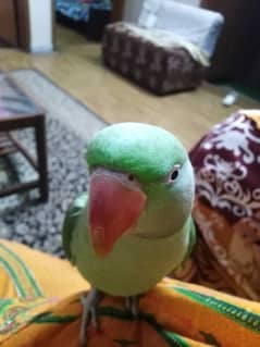 Raw parrot