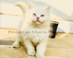 Top Quality Blue Eyes Persian Kitten