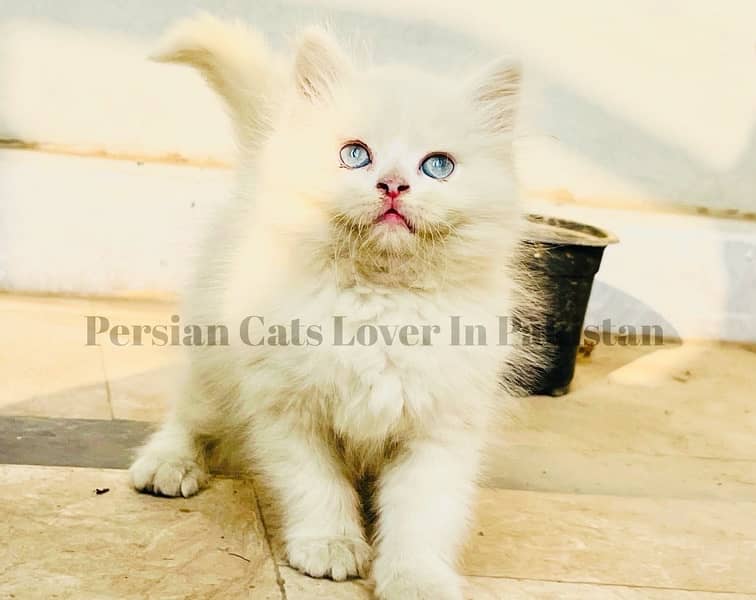 Top Quality Blue Eyes Persian Kitten 0