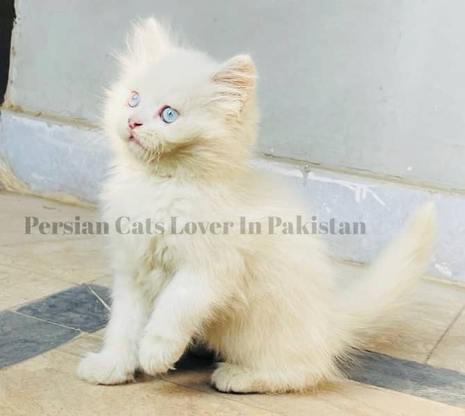 Top Quality Blue Eyes Persian Kitten 1