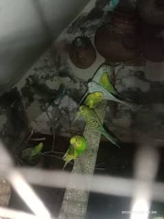 All breeder Astrilean parrots pair for sale