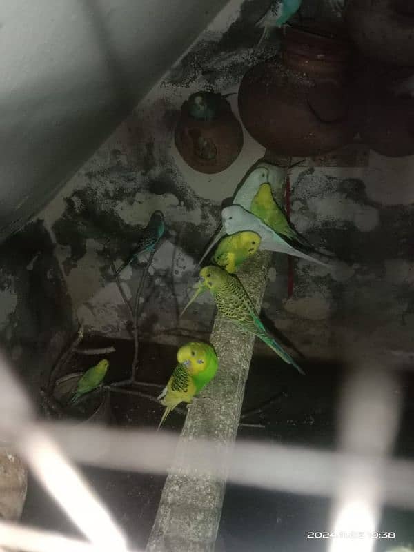 All breeder Astrilean parrots pair for sale 0