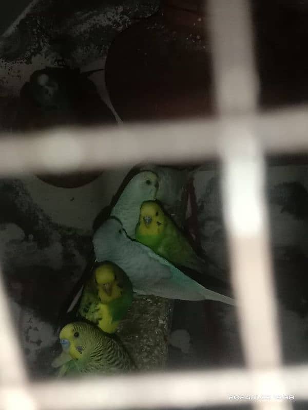 All breeder Astrilean parrots pair for sale 2