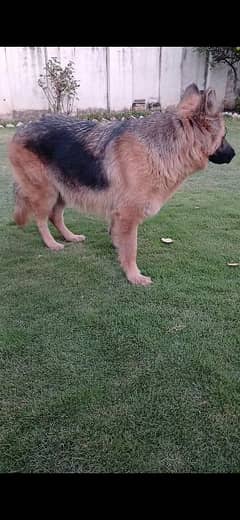 Long coat German Shepherd Breeder