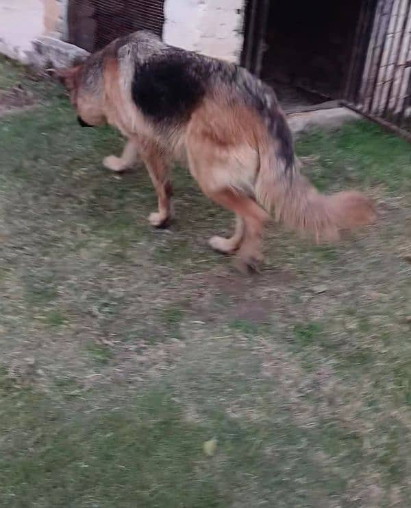 Long coat German Shepherd Breeder 1