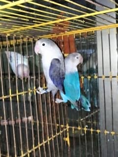 love bird 2 pairs