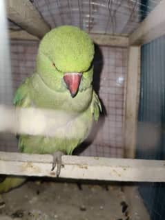 raw Parrot female my love