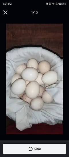 Aseel eggs available  call me 03004927357