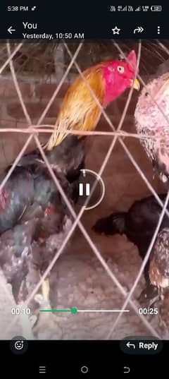 barzillin shamo for sale ring bird