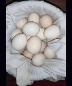 Aseel eggs available  call me 03004927357