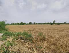 50 Acre Agriculture Land For Sale On Jarranwala To Khurrianwala Road, Faisalabad