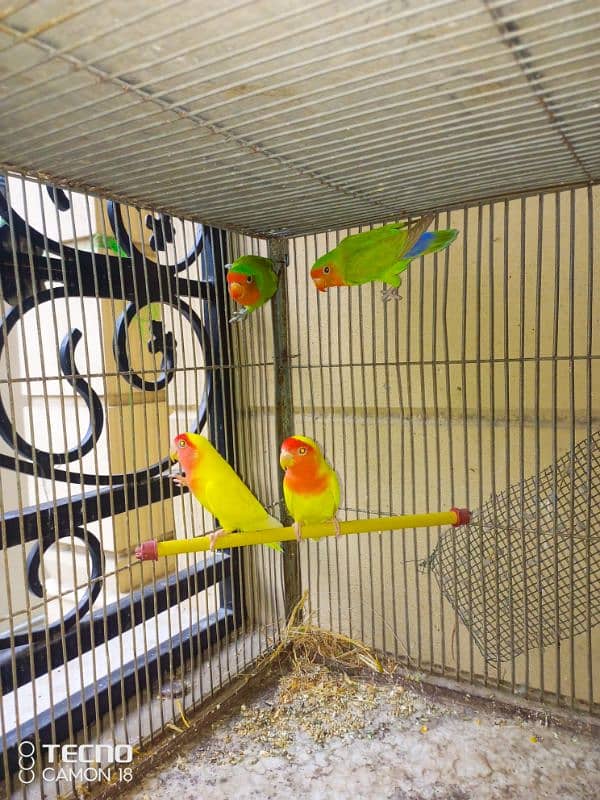 common lutino  lovebirds rosicoli 0