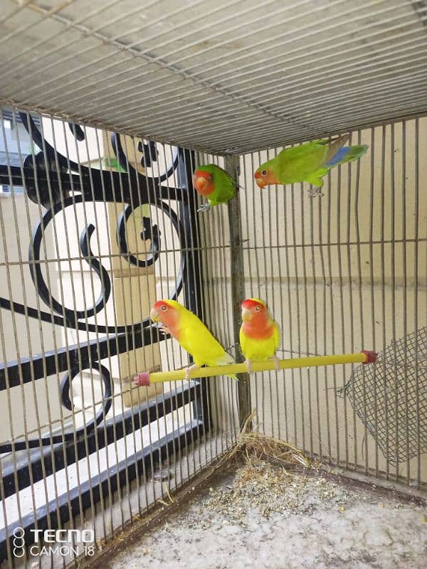 common lutino  lovebirds rosicoli 1