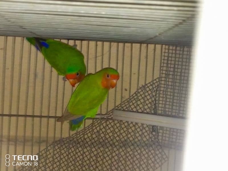 common lutino  lovebirds rosicoli 3