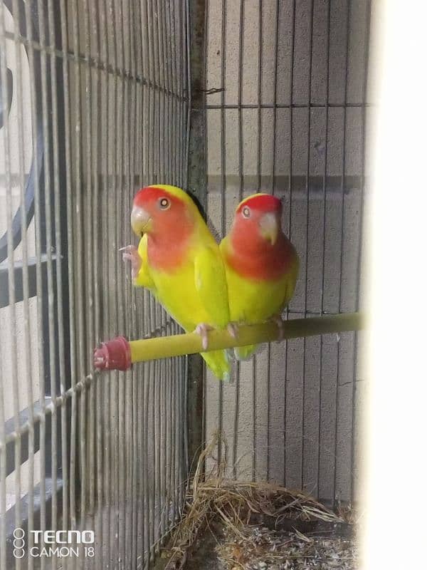 common lutino  lovebirds rosicoli 4