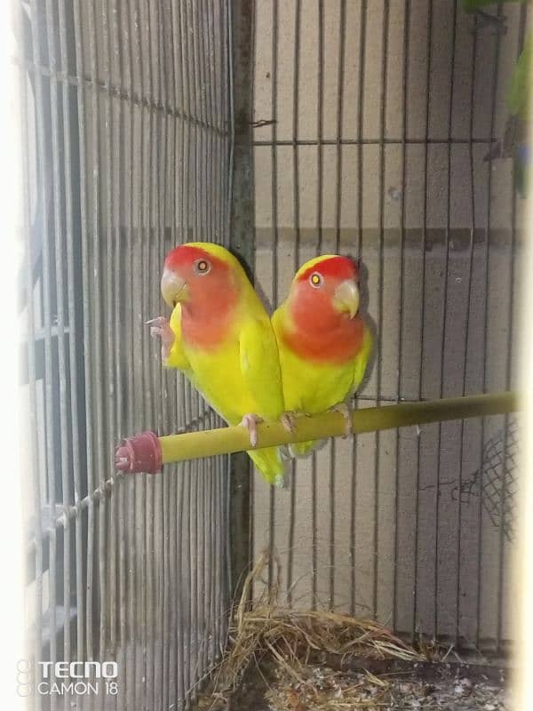 common lutino  lovebirds rosicoli 5