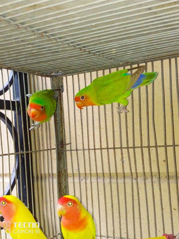 common lutino  lovebirds rosicoli 6