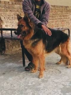 German shepherd matted female for sale