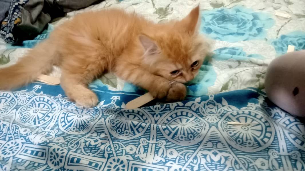 3 months Male Kitten Persian for sale 0