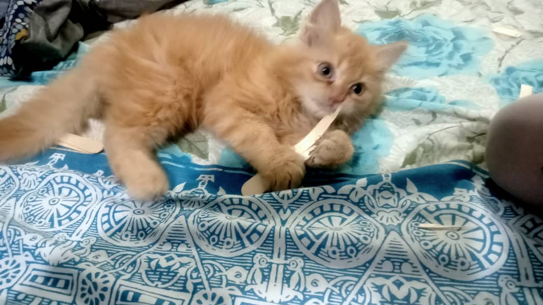 3 months Male Kitten Persian for sale 1