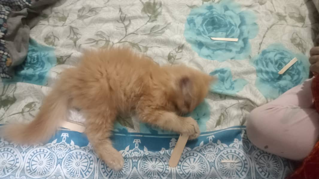 3 months Male Kitten Persian for sale 2