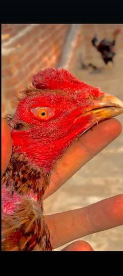 barzillin shamo for sale ring bird and ak patha breedr or hai