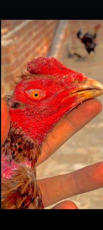 barzillin shamo for sale ring bird and ak patha breedr or hai 0