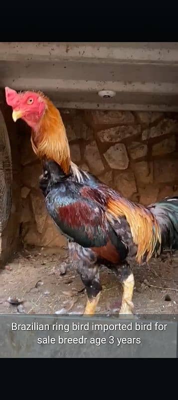 barzillin shamo for sale ring bird and ak patha breedr or hai 1