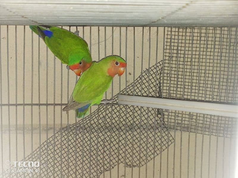 common lutino lovebirds rosicoli 5