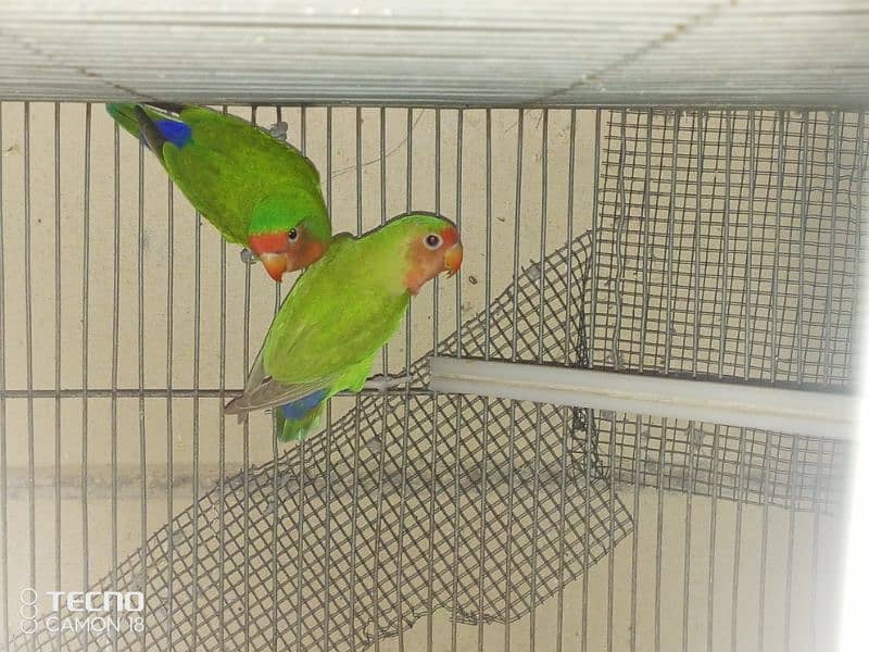 common lutino lovebirds rosicoli 7