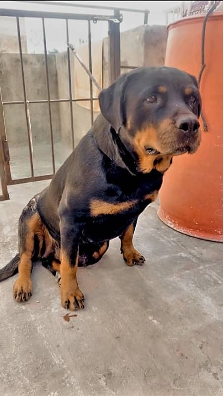 Rottweiler female bitch 1