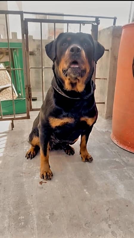 Rottweiler female bitch 3