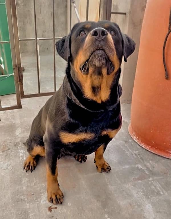 Rottweiler female bitch 4