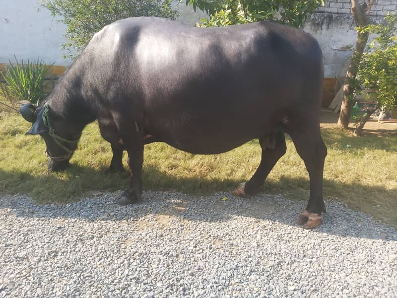 buffalo for selling 10 months pregnant. 0316-6445842 0