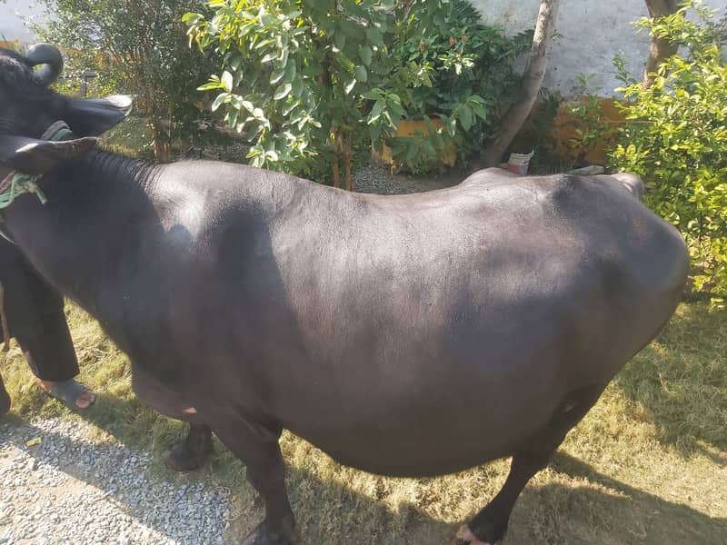 buffalo for selling 10 months pregnant. 0316-6445842 1