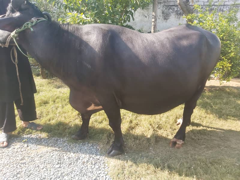 buffalo for selling 10 months pregnant. 0316-6445842 2