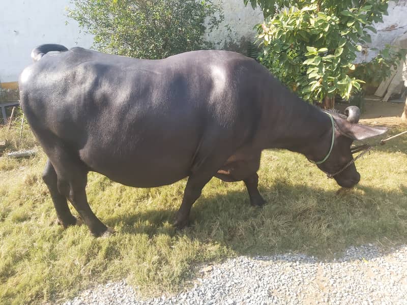 buffalo for selling 10 months pregnant. 0316-6445842 3