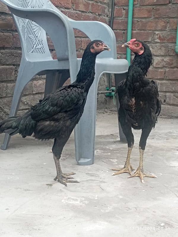 Pure Thai aseel pair for sale 1