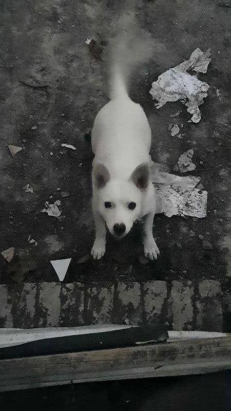 white puppy age 1 year 0