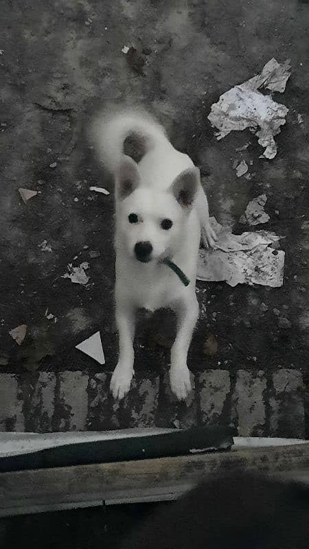 white puppy age 1 year 1