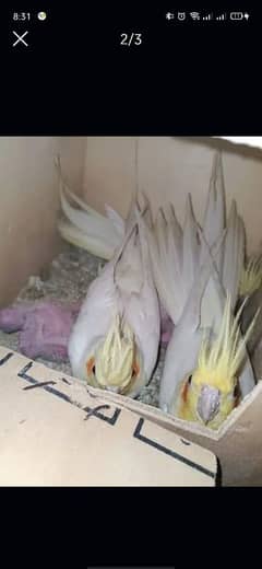 brider pair coctal