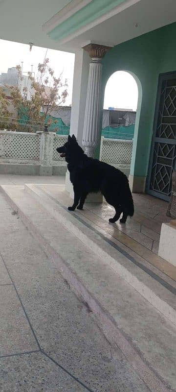 Black German Shepherd 2