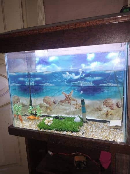 Aquarium sett with water air pump and 11 fishes for sale 5