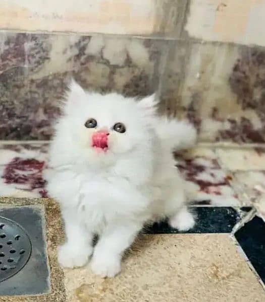 Persian cat rag 2 month for sale 03250120476 WhatsApp 0