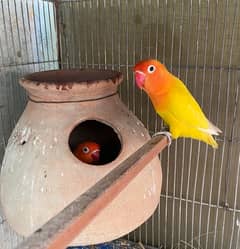 love bird lutino pair for sale laga hoa pair hai