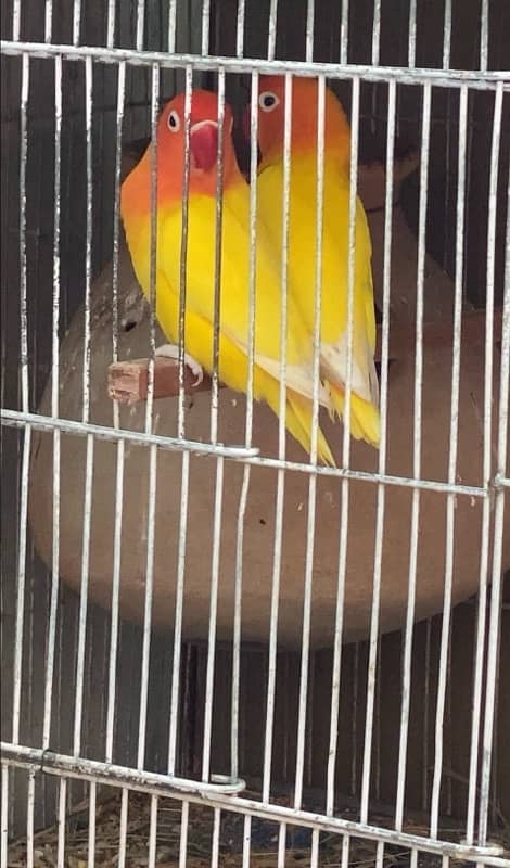 love bird lutino pair for sale laga hoa pair hai 1