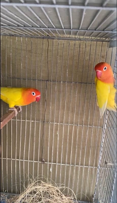 love bird lutino pair for sale laga hoa pair hai 2