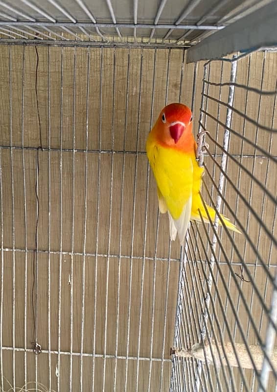 love bird lutino pair for sale laga hoa pair hai 3