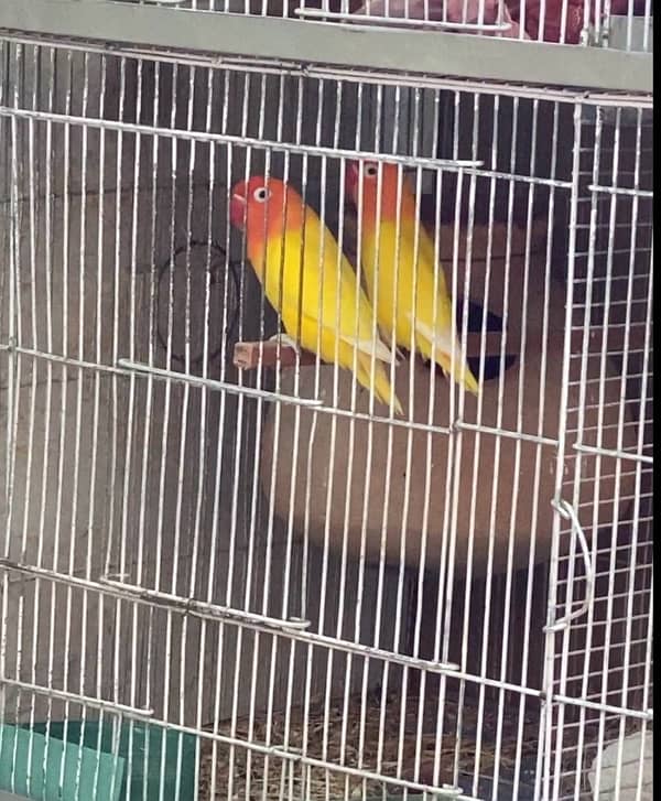 love bird lutino pair for sale laga hoa pair hai 4