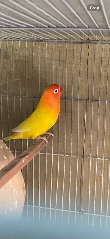 love bird lutino pair for sale laga hoa pair hai 5